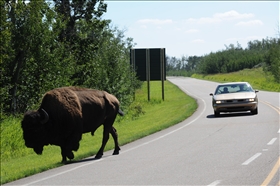 Elk Island NP